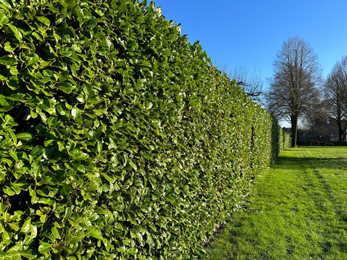 Green hedge Cherry Laurel. Cherry Laurel is ideal as a privacy screen or to reduce noise and wind. Its adaptability and striking appearance make Cherry Laurel one of the most popular types of Laurel